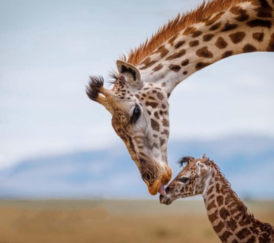 Soggiorno mare in Kenya con safari